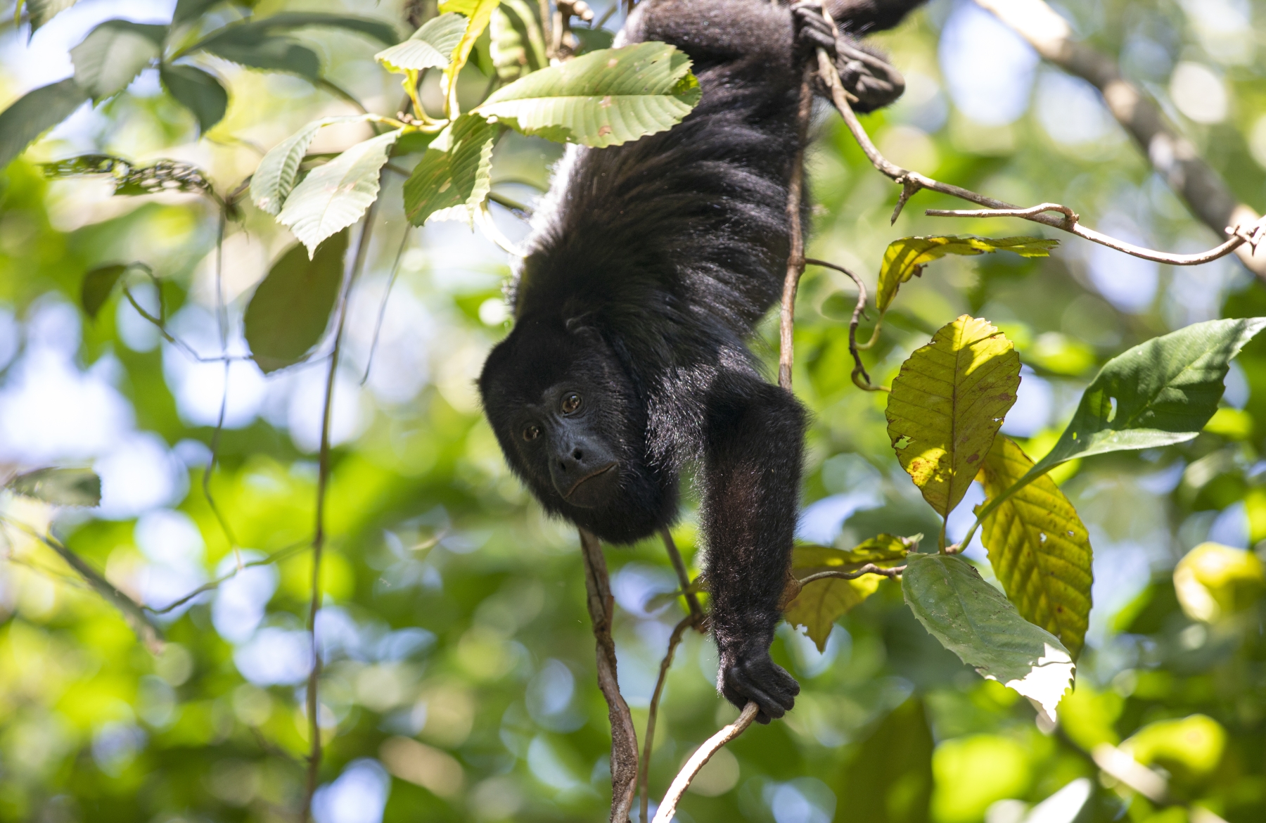 Howler Monkey, Hopkins, Belize